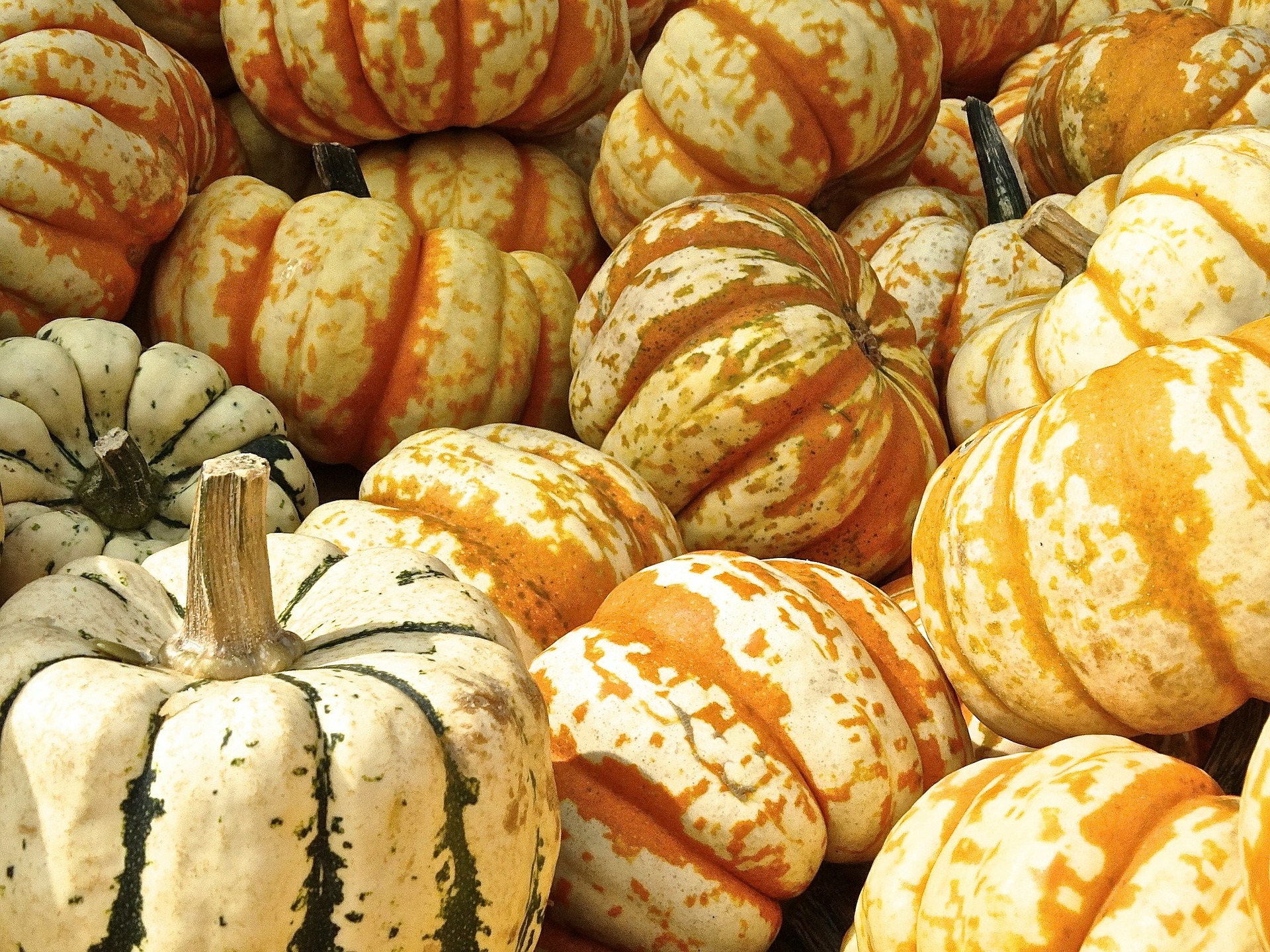 ¿Cuántos tipos de calabaza conoces?, es nuestro ingrediente favorito de temporada