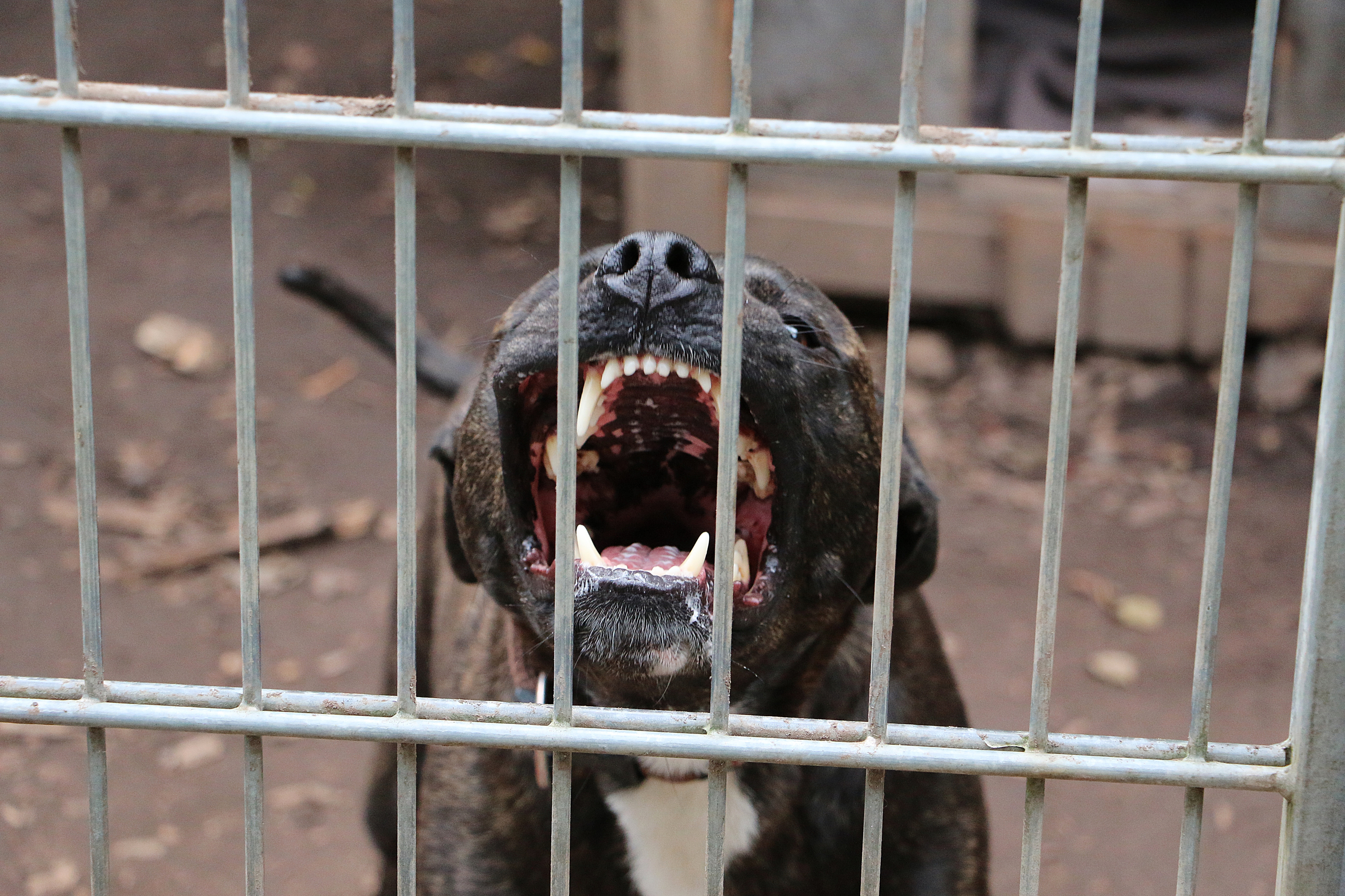 Arrestan a hombre por usar gatos como “cebo” para entrenar a su pitbull de pelea