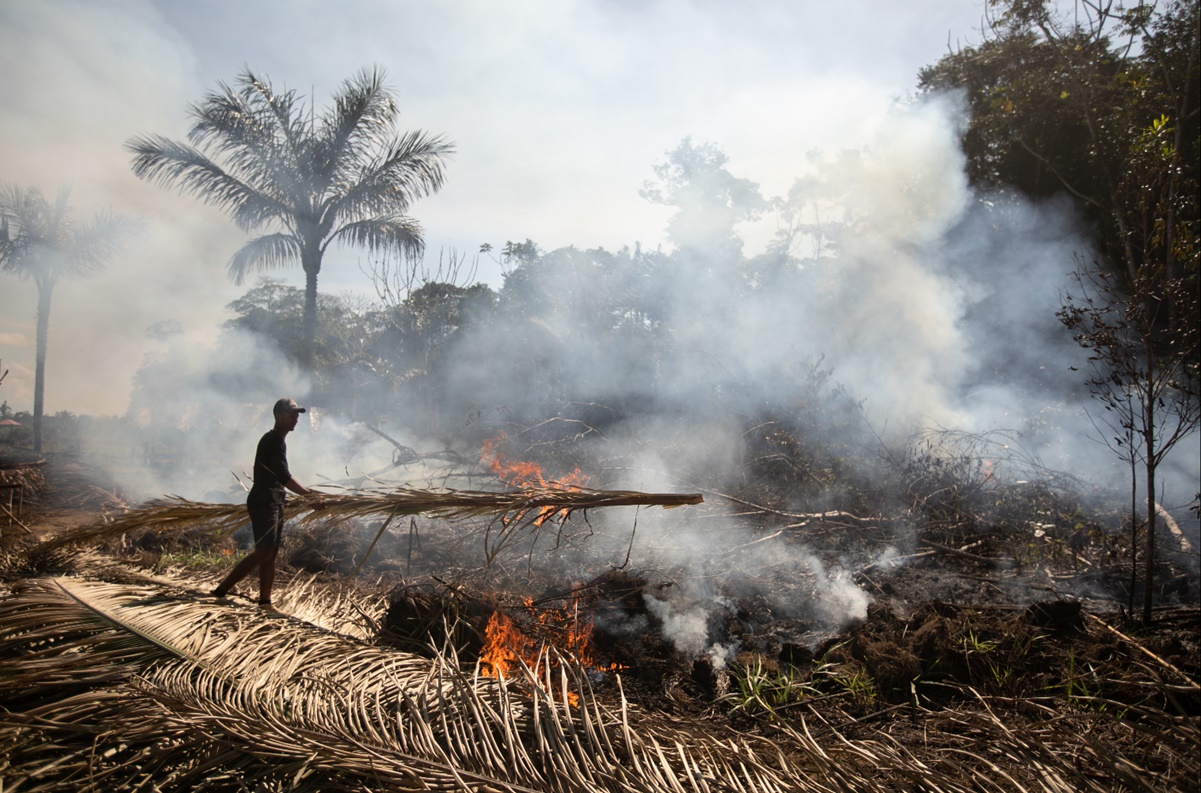 Especies en peligro de extinción pierden gran parte de su hábitat por fuegos en el Amazonas