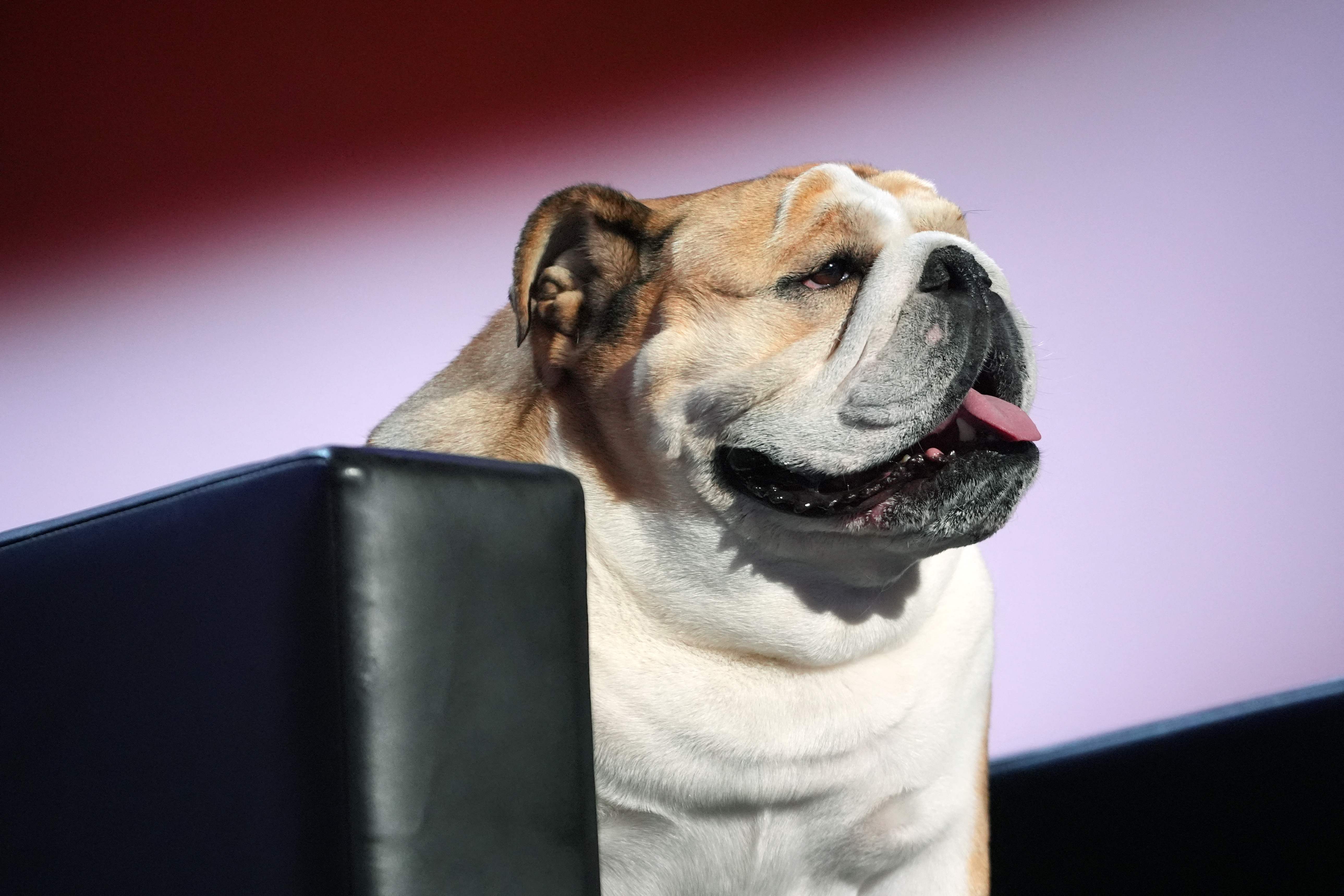 ‘Babydog’, la perrita bulldog inglesa que se robó la atención en la Convención Republicana