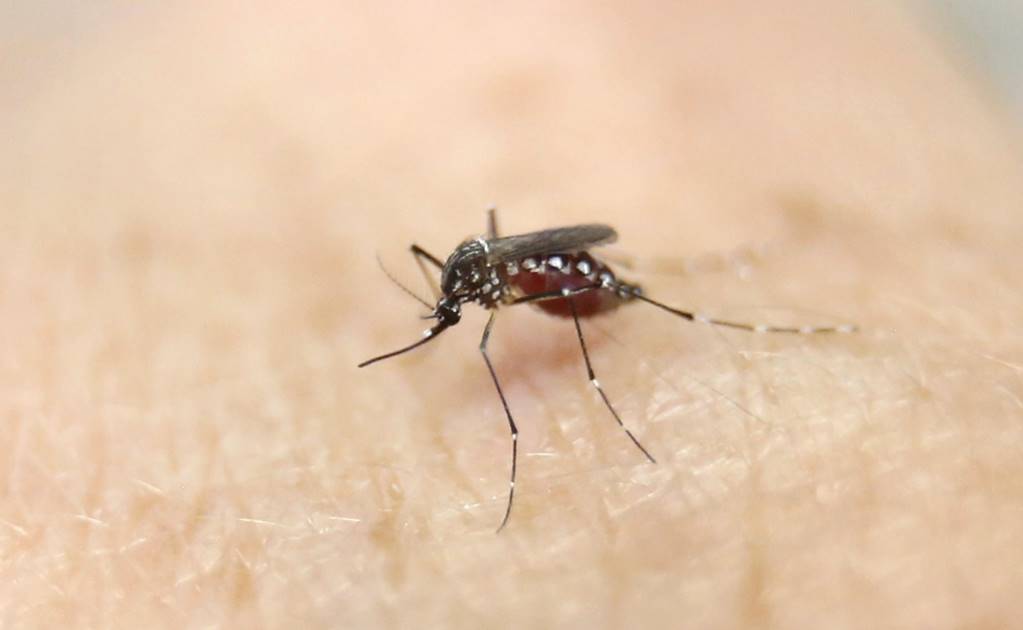 Contagio de Zika por vía sexual era conocido desde 2008