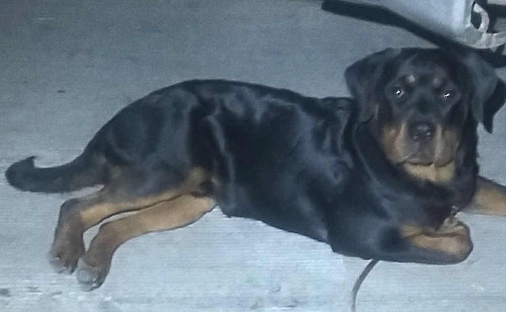 Rottweiler destroza pierna de niña de 3 años en Aguascalientes