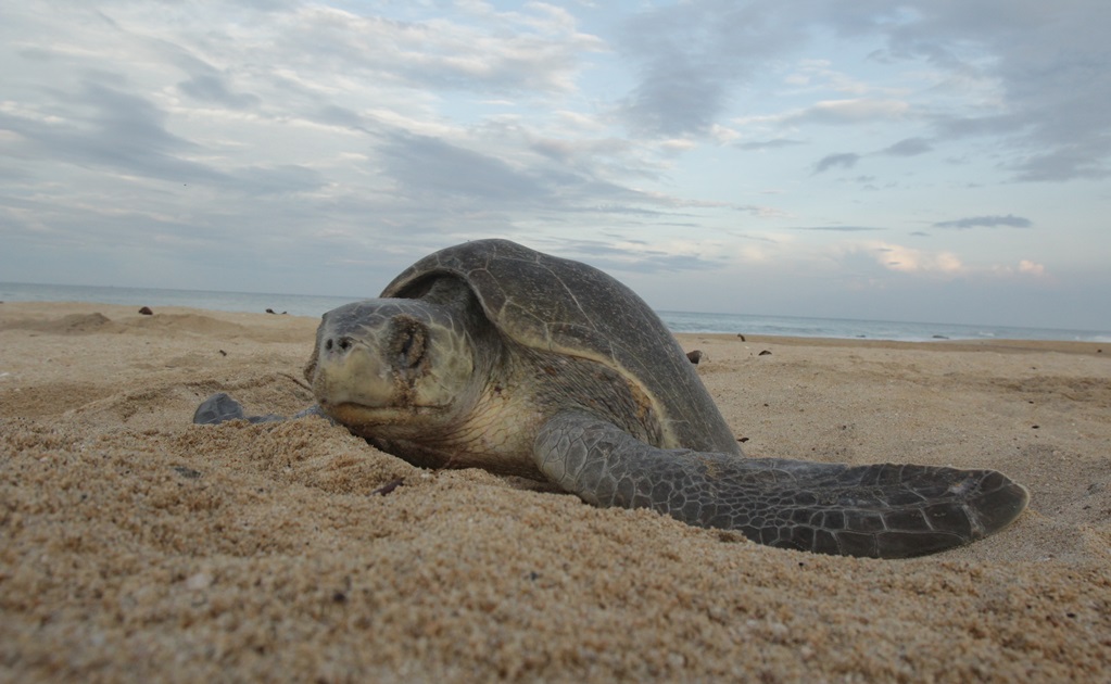 Inicia temporada de arribazón de tortuga golfina a Oaxaca