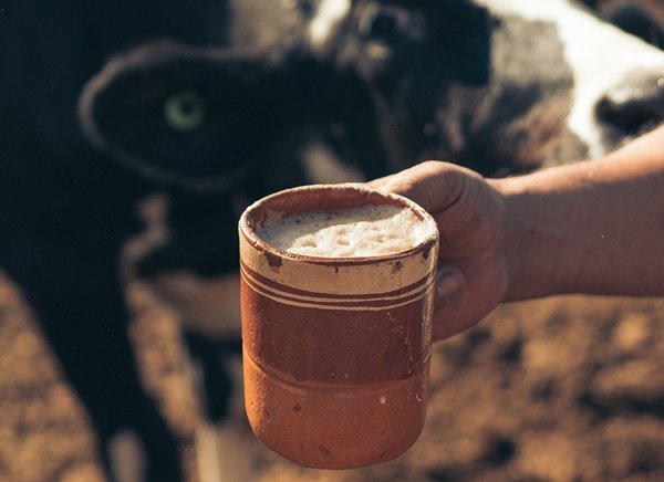 ¿Por qué no es saludable beber leche bronca?