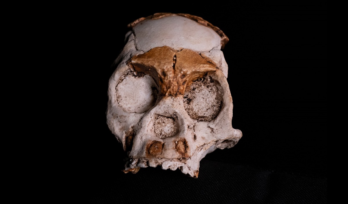 ¿Cómo vivía el Homo naledi, primo lejano del ser humano? Restos fósiles lo revelan 