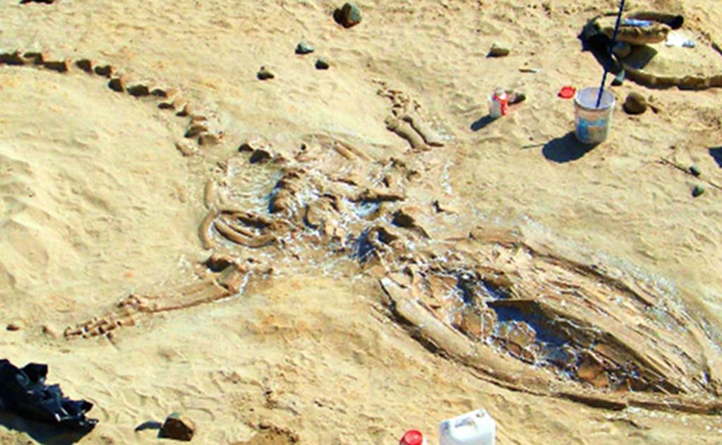 Hallan fósiles de ballenas de hace 40 millones de años