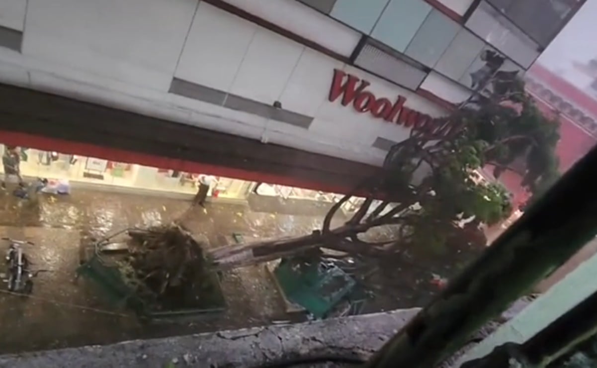 Captan momento en que árbol cae sobre puesto de periódicos en Puebla; niño falleció en el lugar 