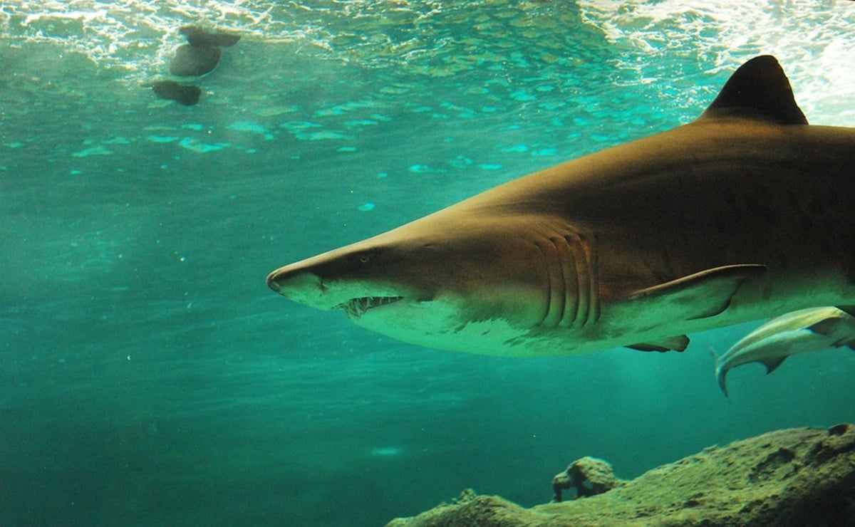 Turista muere tras ser atacada por un tiburón mientras practicaba remo en un resort en Bahamas