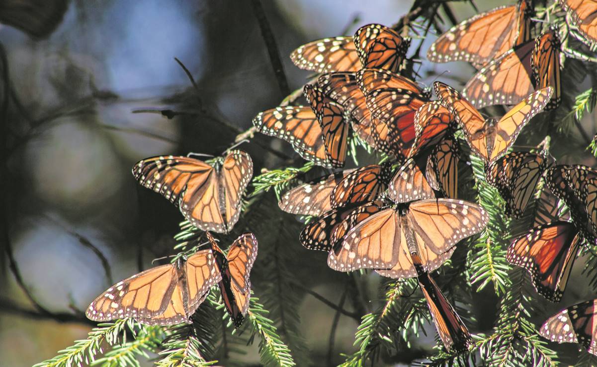 La mariposa monarca migratoria tiene esperanza