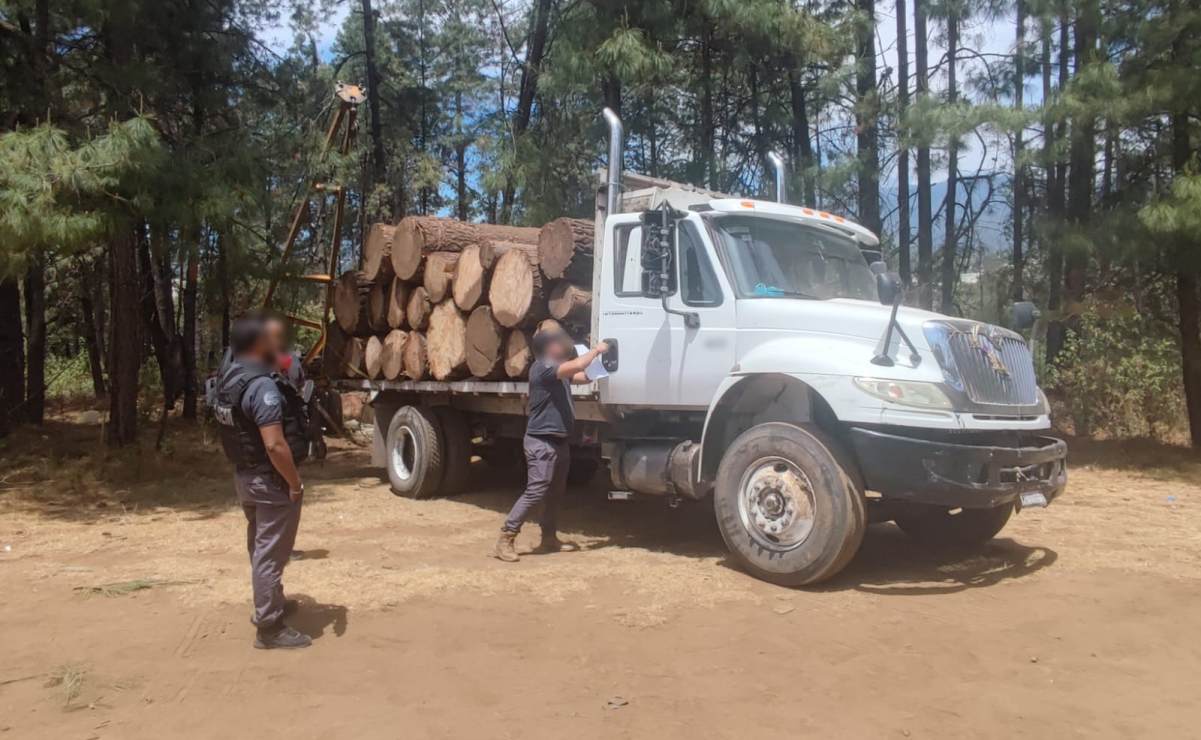 Caen 4 por tala ilegal de árboles en Coatepec Harinas