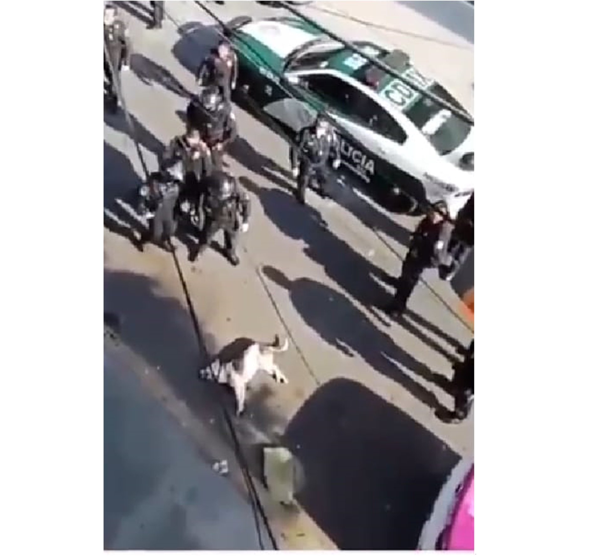 Policías matan a tiros a un perro en la Agrícola Pantitlán