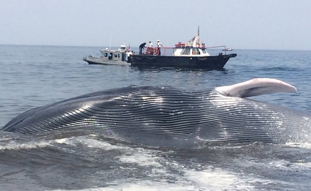 Rechazan iniciativa por un santuario para ballenas en el Atlántico