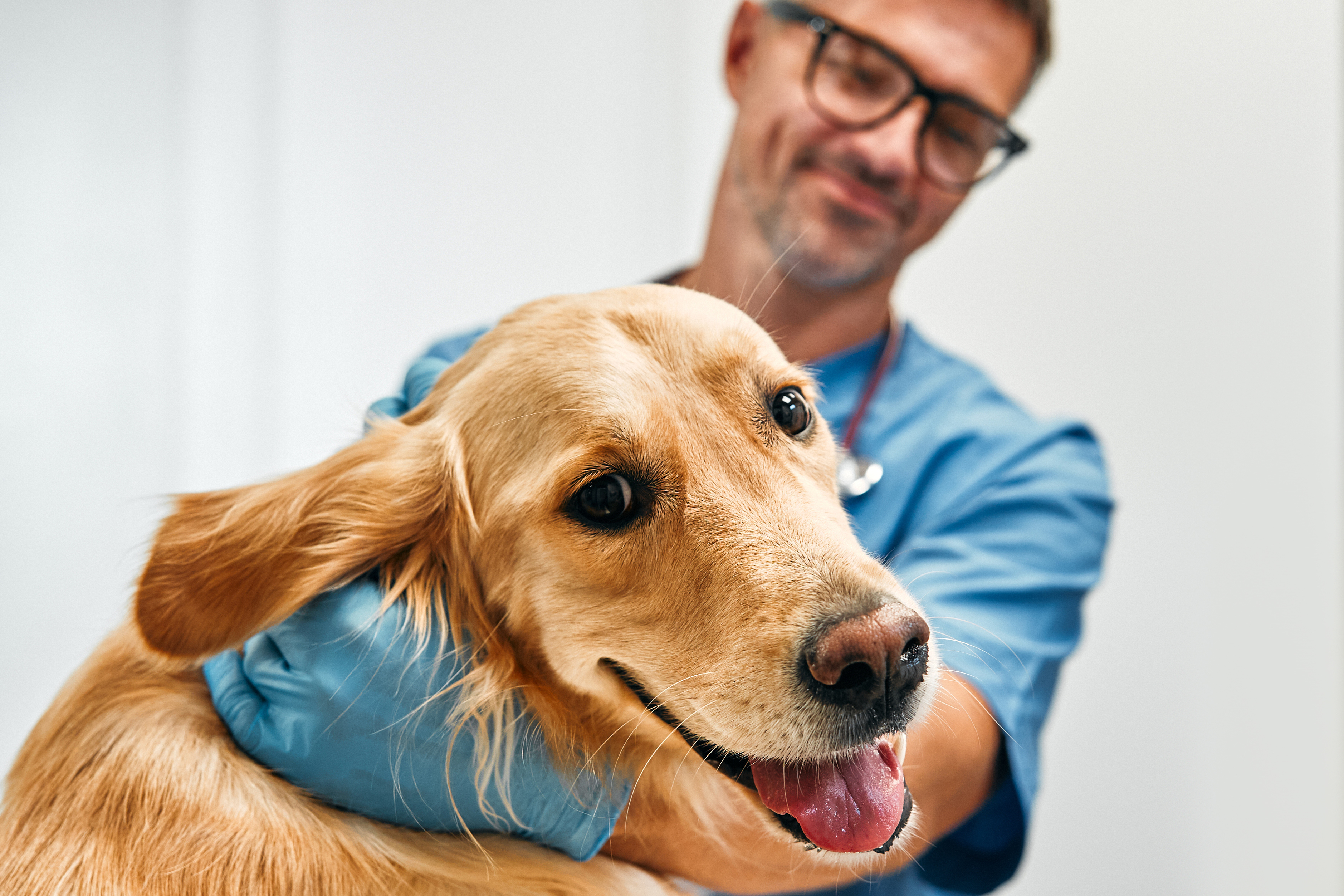 ¿Cuánto gana un veterinario en Estados Unidos? Este es su salario por hora y por año