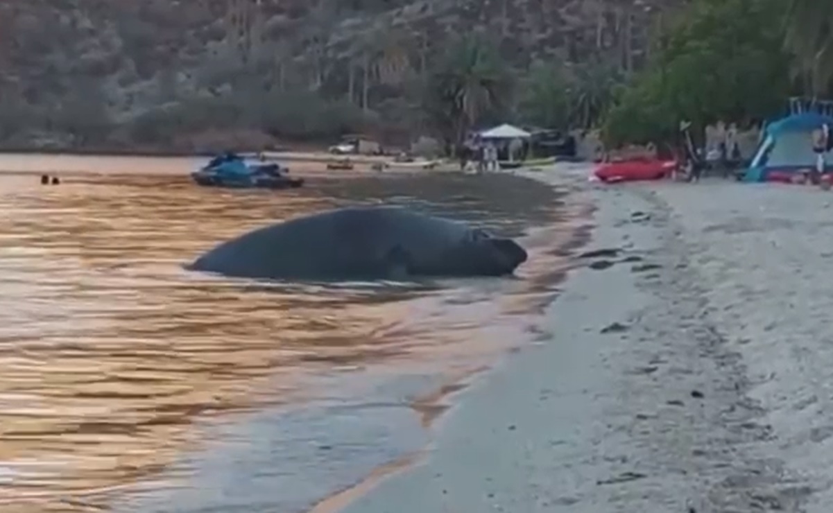 Elefante marino sorprende a bañistas en playa de Baja California Sur 