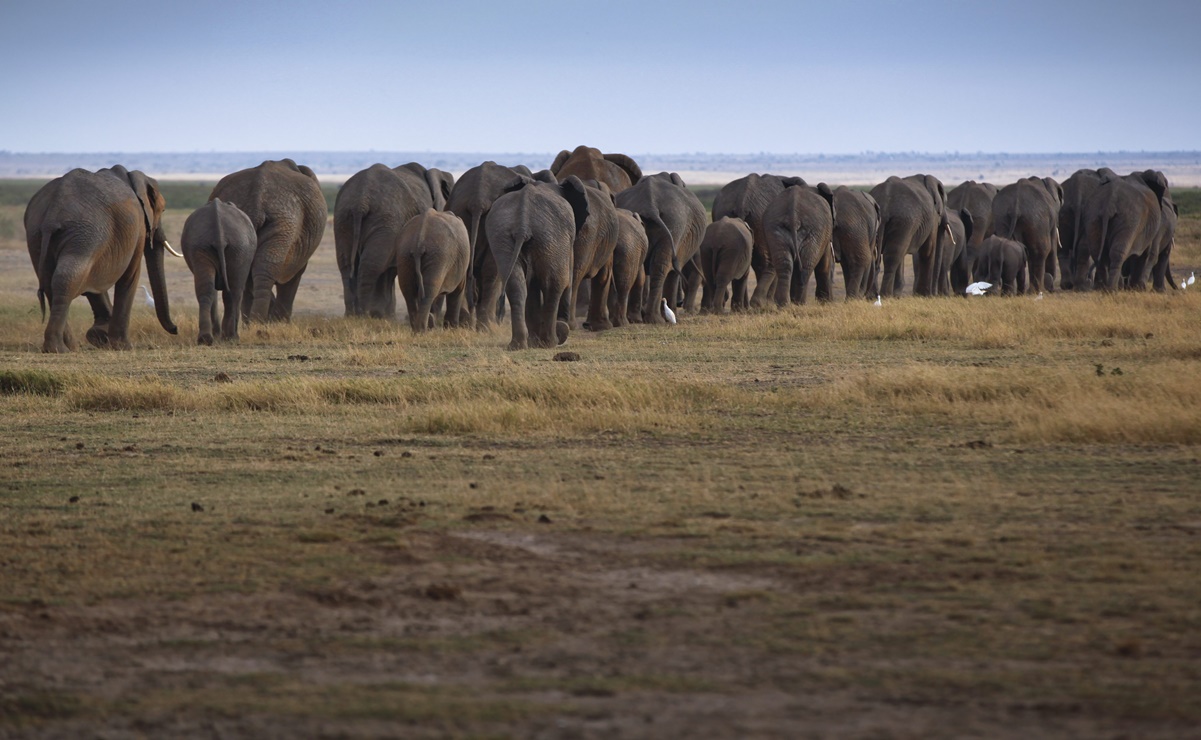 Suman más de 200 elefantes muertos por sequía en Zimbabue