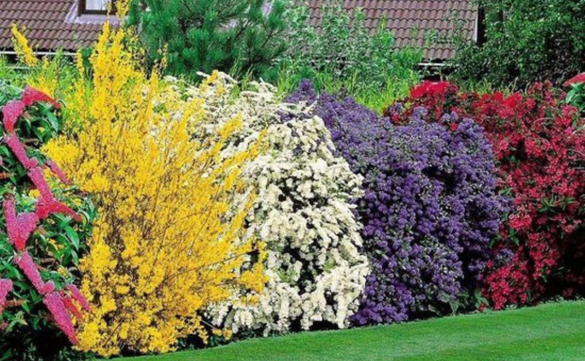 3 especies de plantas ideales para armar cercas naturales en el jardín