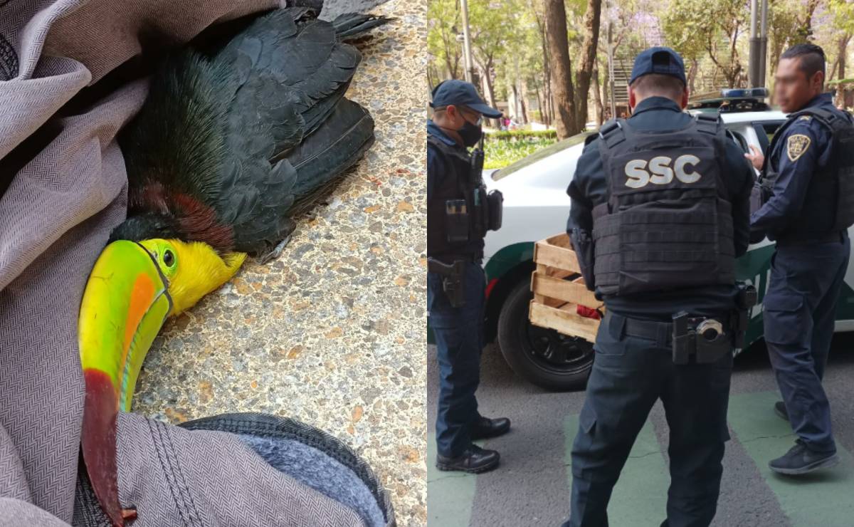 Mujer rescata tucán en Paseo de la Reforma y lo entrega a la SSC; policías lo extravían     