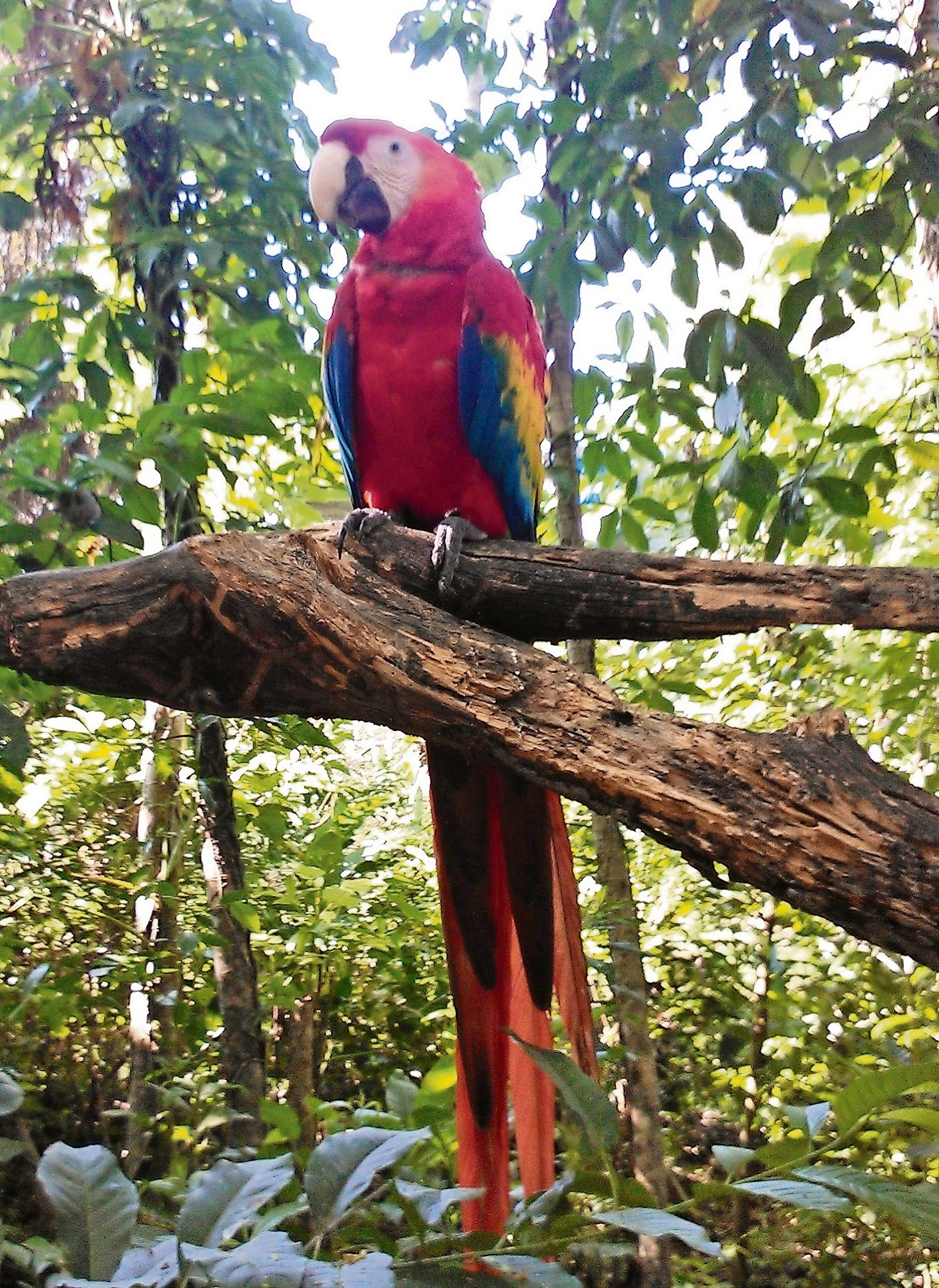 Disminuye 24% tráfico ilegal de aves: Profepa 