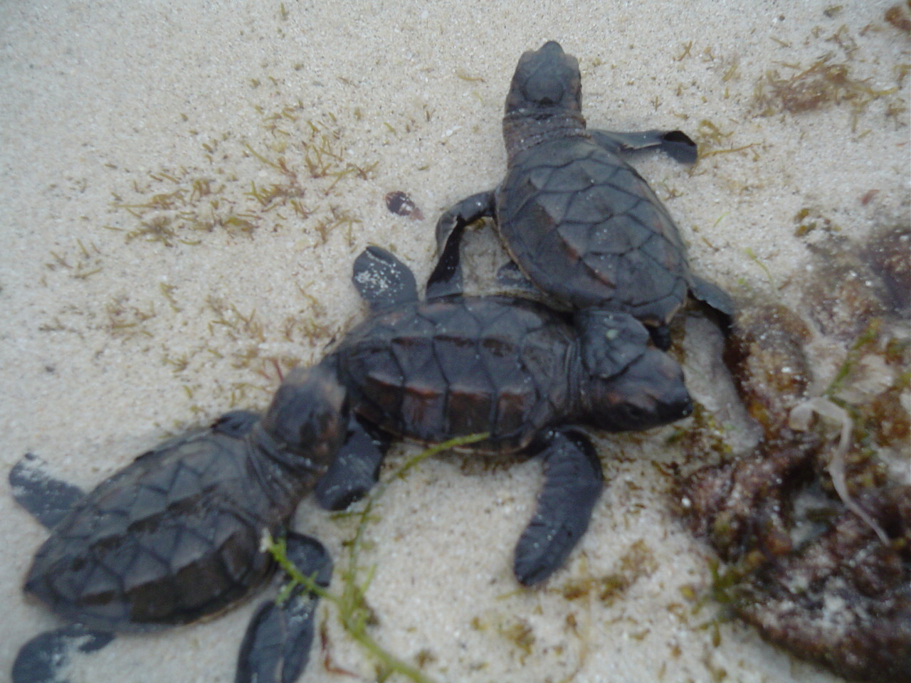 Comités de Vigilancia protegerán tortuga marina en Q. Roo
