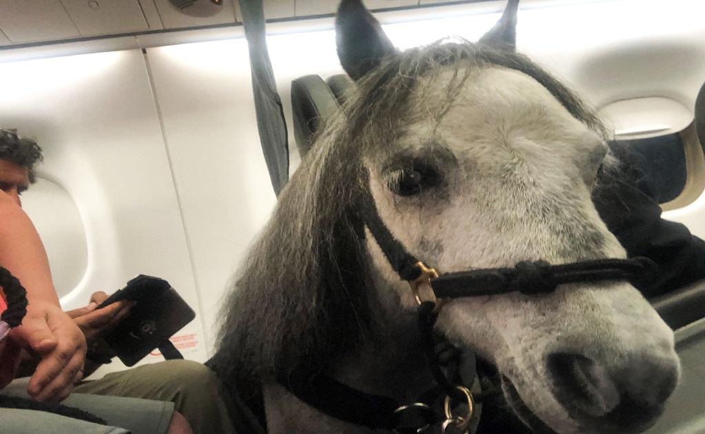 Mujer viaja con caballo miniatura en avión de EU