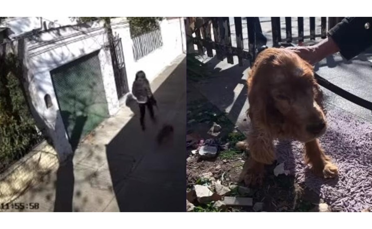 Mujer abandona a perrito ciego de 14 años en una casa de Argentina; lo deja con "instructivo"