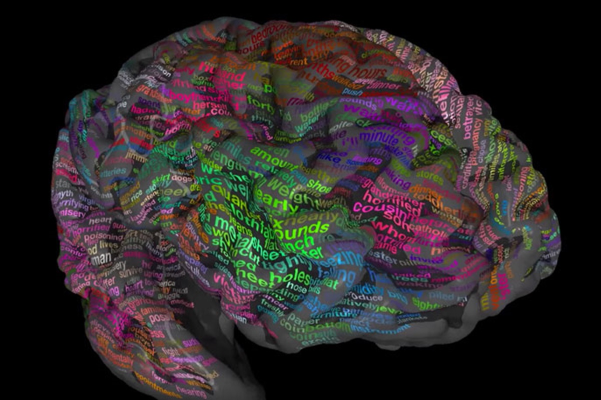 Los sonidos y las palabras son procesadas en distintas áreas del cerebro 