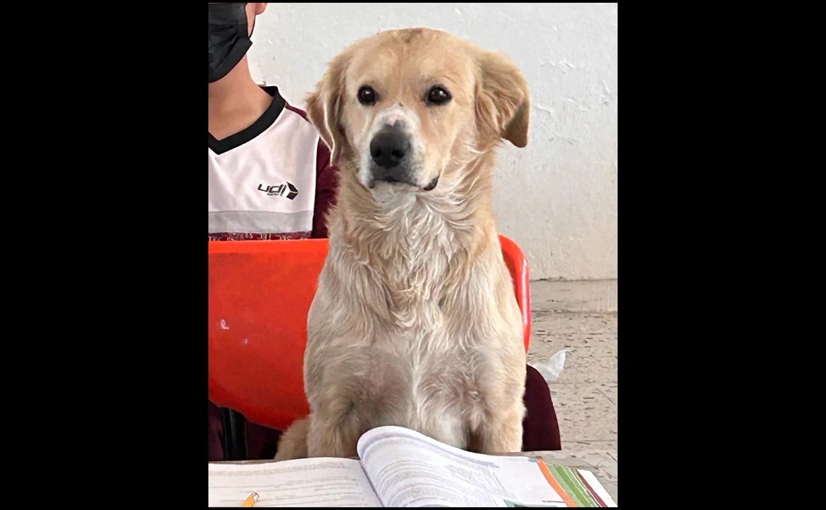 Un alumno muy perrón: lomito toma clases en secundaria de Durango