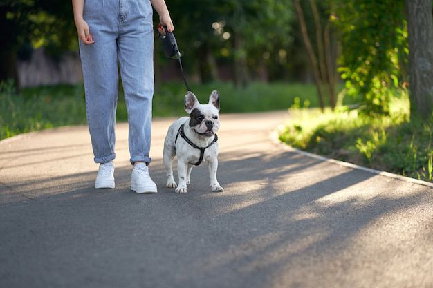¿Cuál es la mejor hora del día para pasear a tu perro?