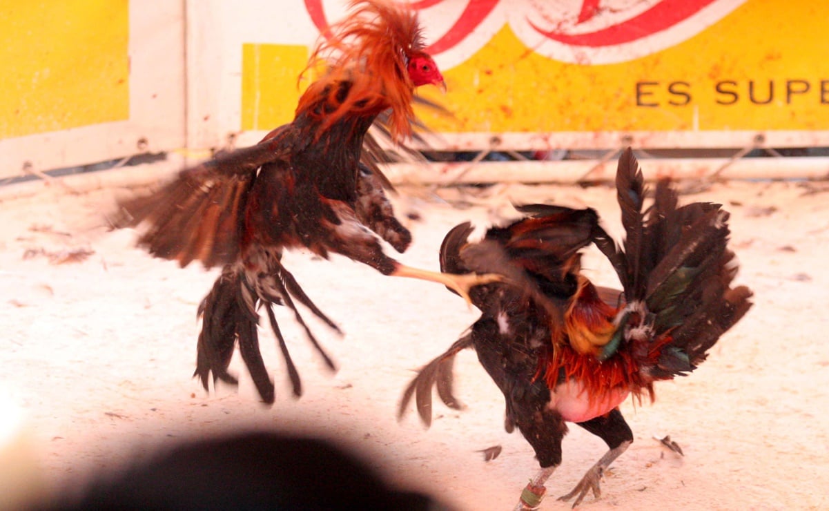 Hidalgo declara patrimonio cultural las peleas de gallos 