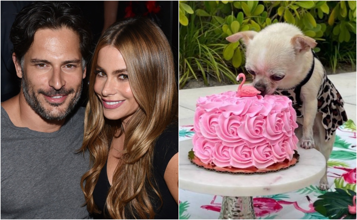 Sofia Vergara y Joe Manganiello luchan por la custodia del perro, 'Bubbles'