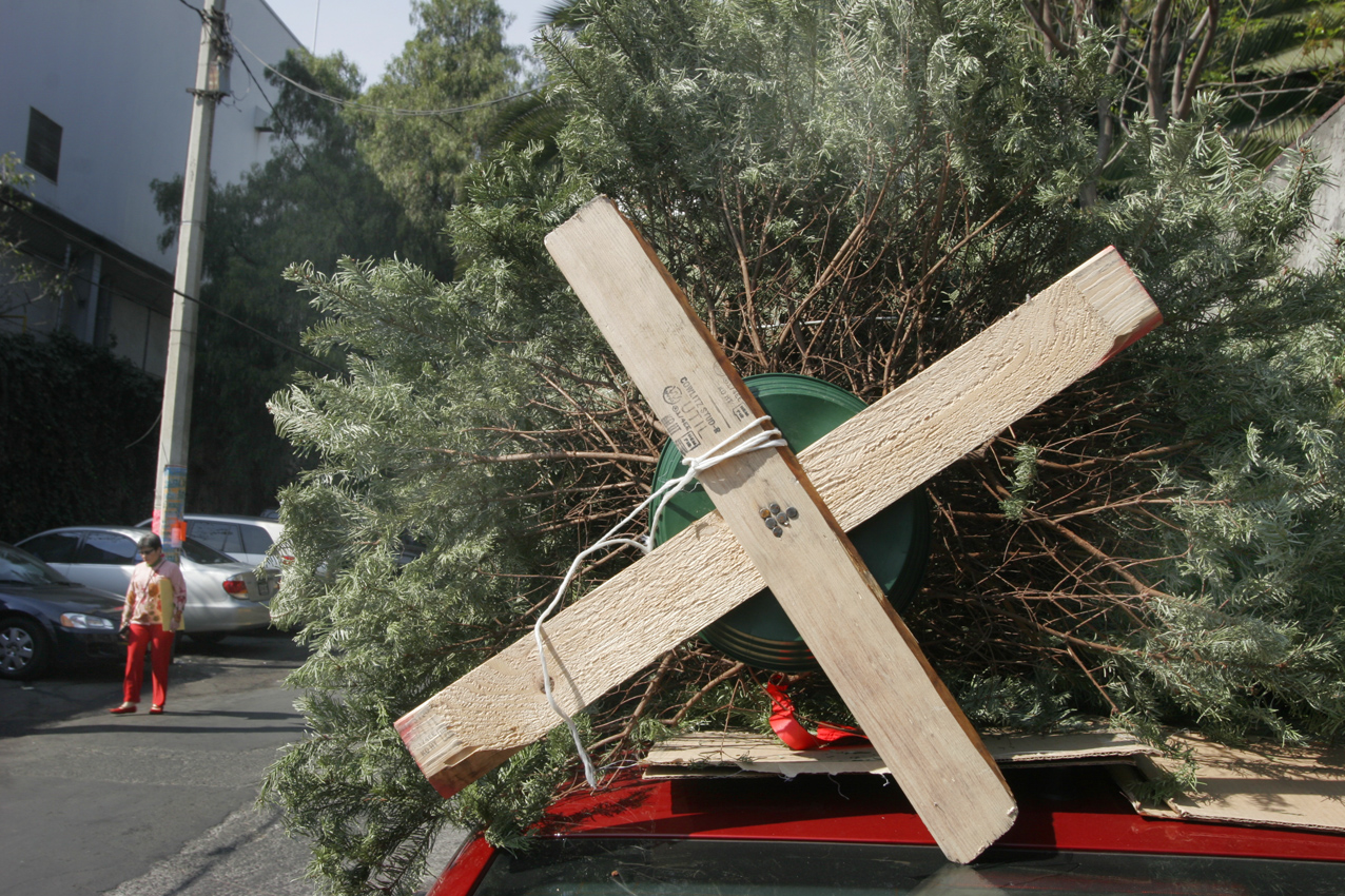 Evitan ingreso de 29 mil árboles de Navidad por plagas