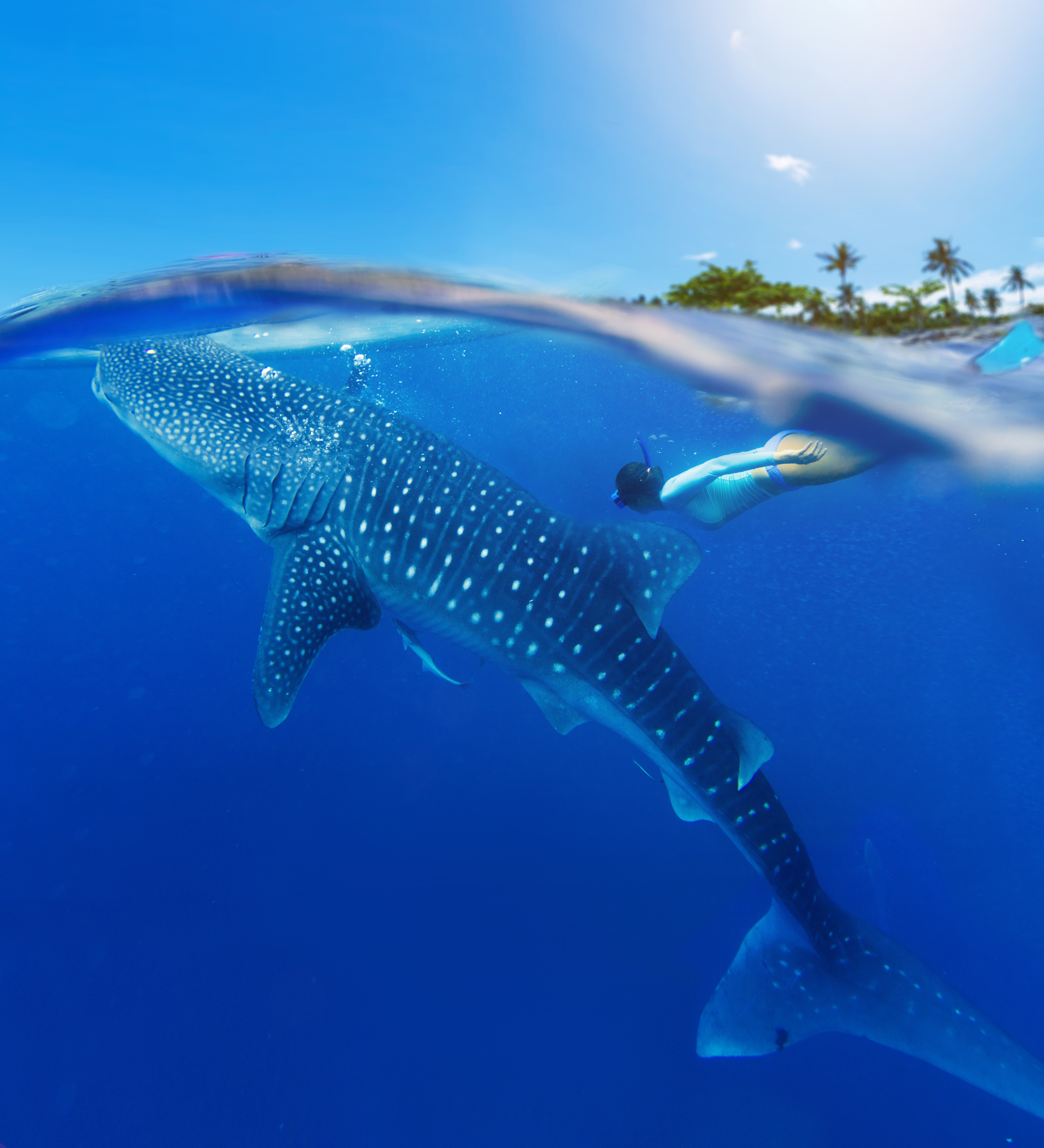 ¿Cuánto cuesta nadar con el tiburón ballena?