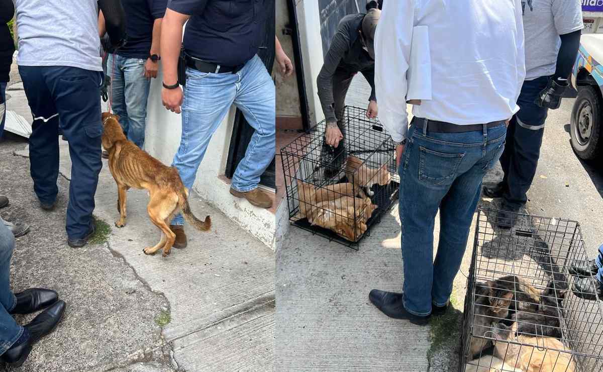 Rescatan a 32 perros y 19 gatos víctimas de violencia y maltrato en Morelia, Michoacán
