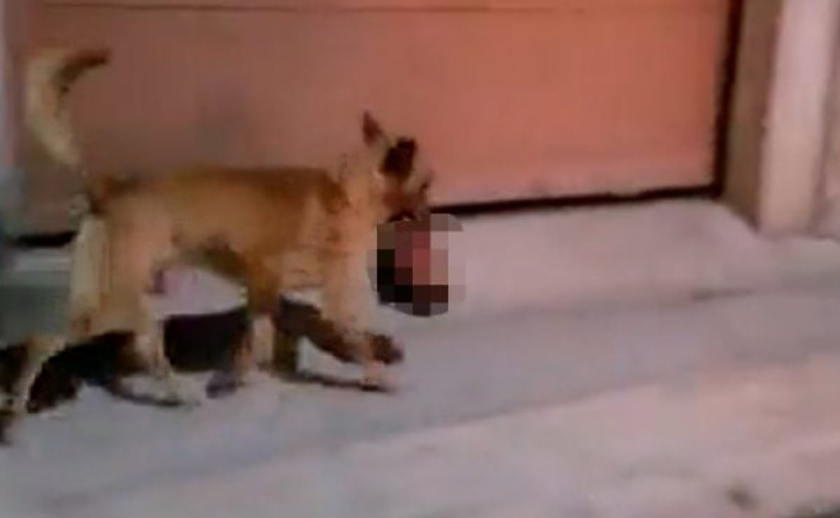Fiscalía de Zacatecas recupera después de 11 horas cabeza humana que traía perro paseando en su hocico 