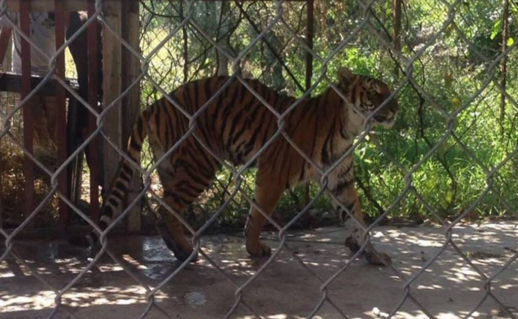 Authorities rescue abandoned Bengal tiger in Michoacán