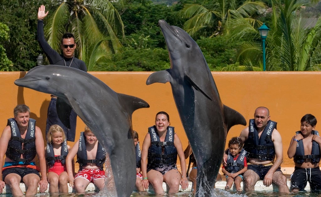 Propone PRD cerrar delfinarios por maltrato animal