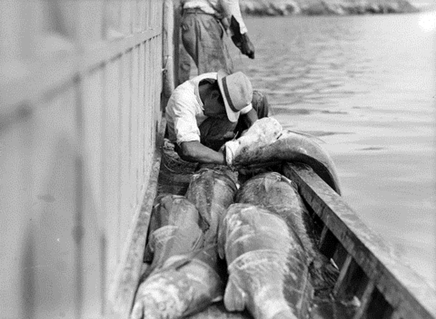 Totoaba: cien años de pesca y tráfico 