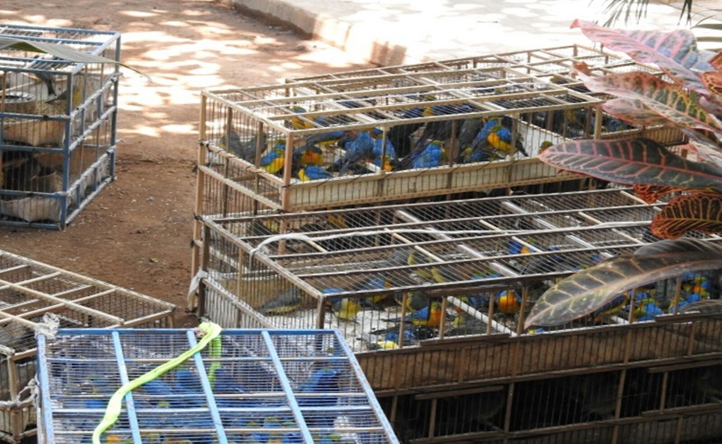 Profepa asegura 994 aves en La Huacana, Michoacán