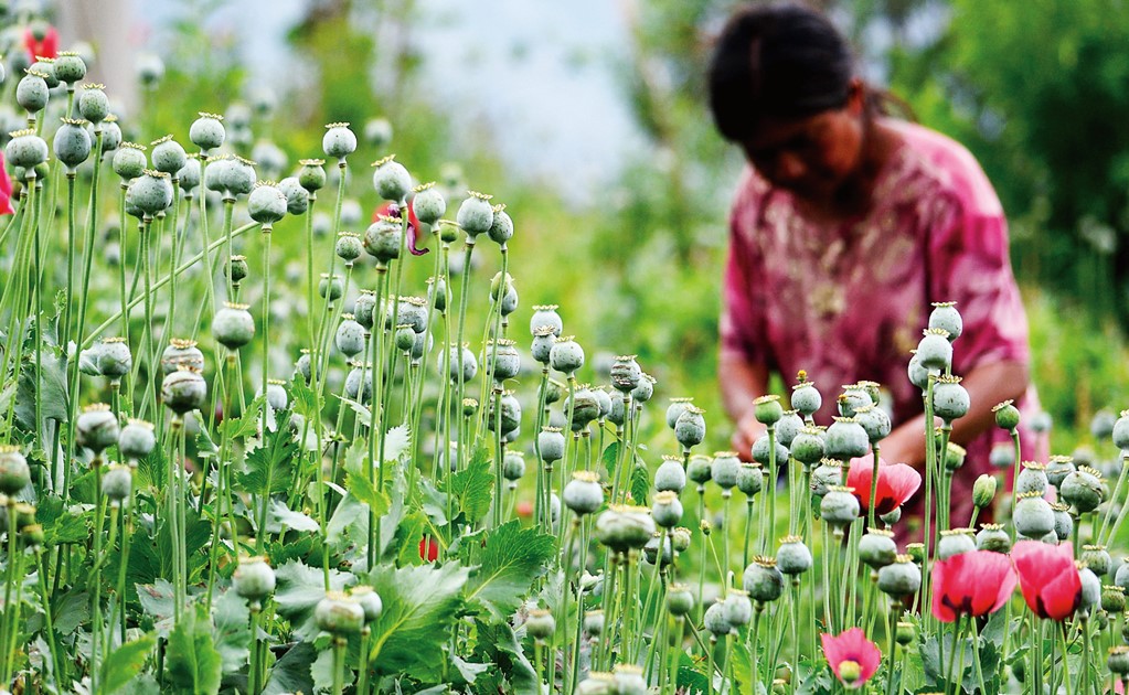 Extreme poverty and hunger has forced Mexican farmers to plant opium poppy