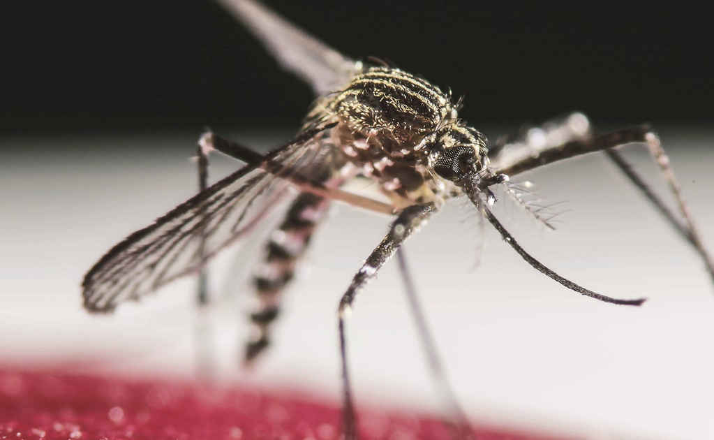Secretaría de Salud pide prevención ante proliferación del zika