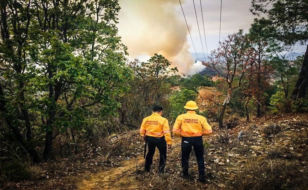 Incendios forestales dañan casi 10 mil hectáreas en Oaxaca