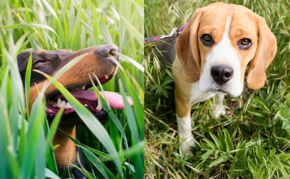 Qué hacer si mi perro come pasto, según adiestradora canina