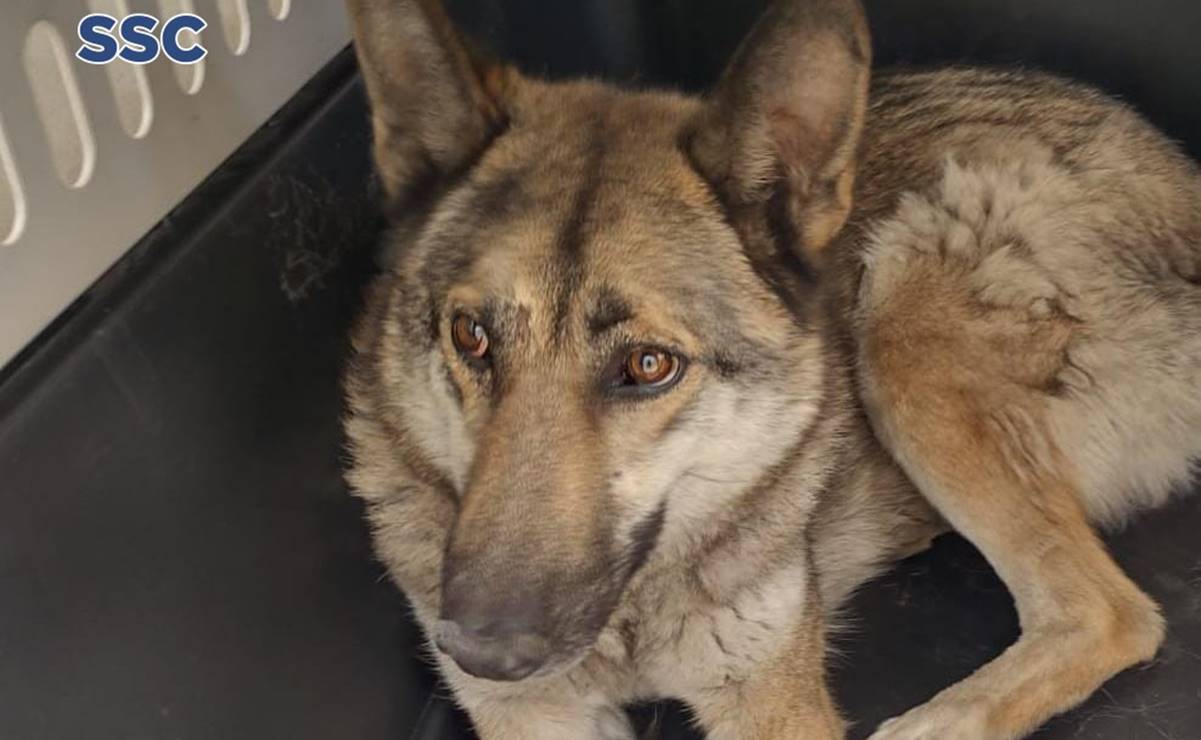 Siempre sí era un perro y no un lobo, ejemplar capturado en calles de la GAM