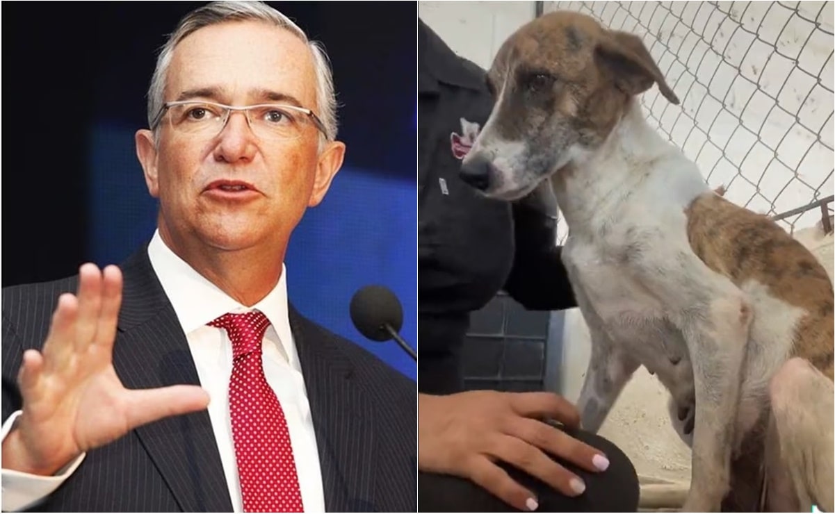 Ricardo Salinas Pliego anuncia donación de 100 mil pesos en contra del maltrato animal