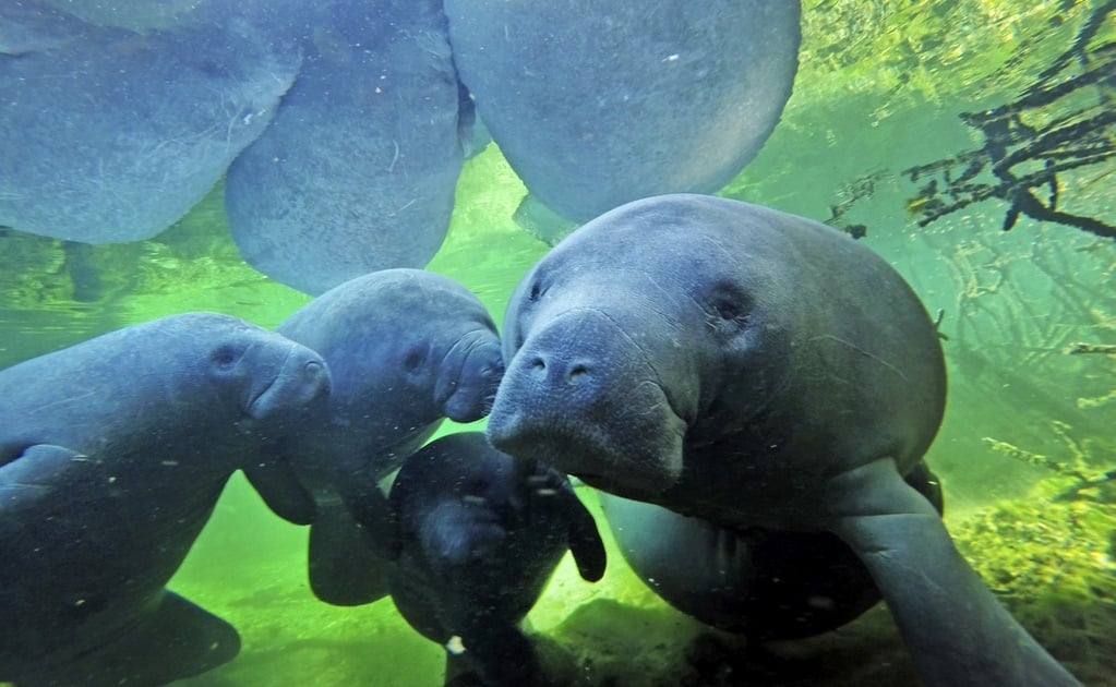 From poachers to guardians: saving manatees in Mexico