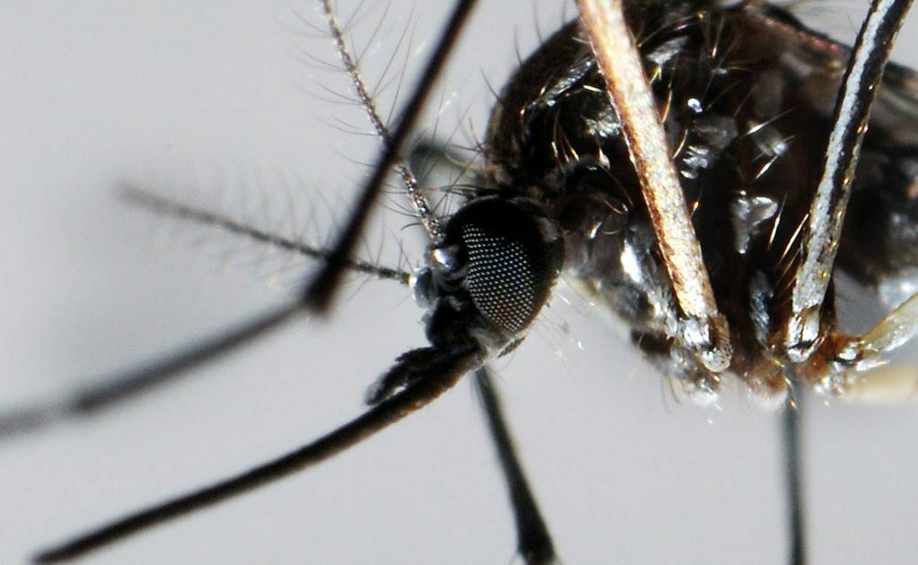 Chiapas refuerza combate contra mosco transmisor de zika