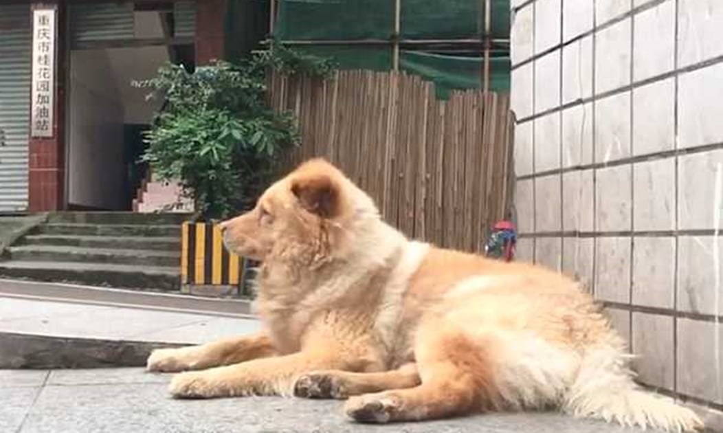 Surge el "Hachiko" chino; perro espera hasta 12 horas diarias a su dueño