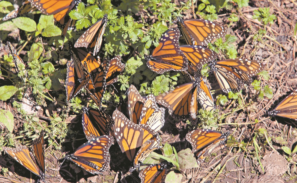 Profepa frena tala ilegal en reserva de mariposa monarca