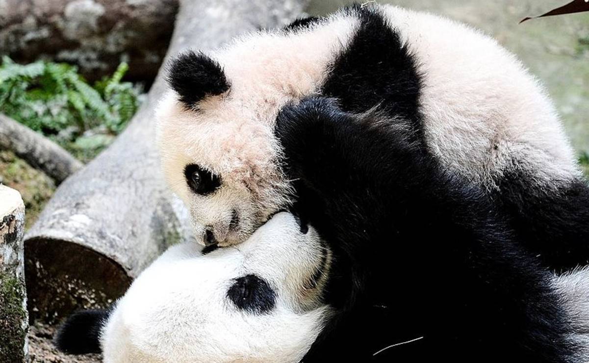 El panda gigante deja de estar en peligro de extinción: ¿cómo hizo China para lograr salvar su "tesoro nacional"?