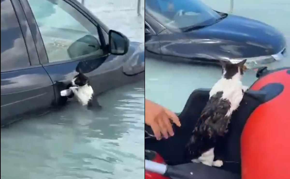 VIDEO: Así fue el rescate de un gatito que se aferró a un auto tras inundaciones en Dubái